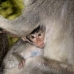 monkey_macaque_balinese_mf_ubud_v_0220_bal0220.jpg
